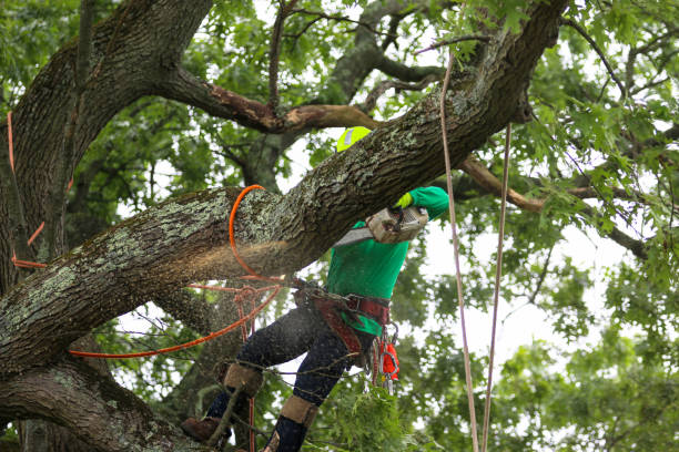 How Our Tree Care Process Works  in  Fort Wright, KY