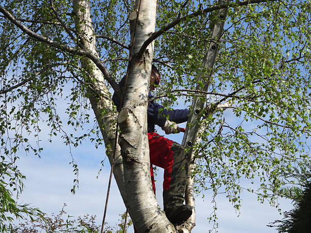 Trusted Fort Wright, KY Tree Care Experts